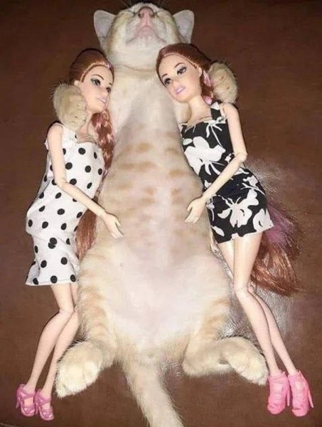 К котовторнику: подборка картинок-баянов с котиками и про котиков. Выпуск 7