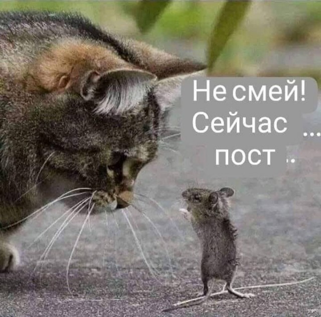Том и Джерри