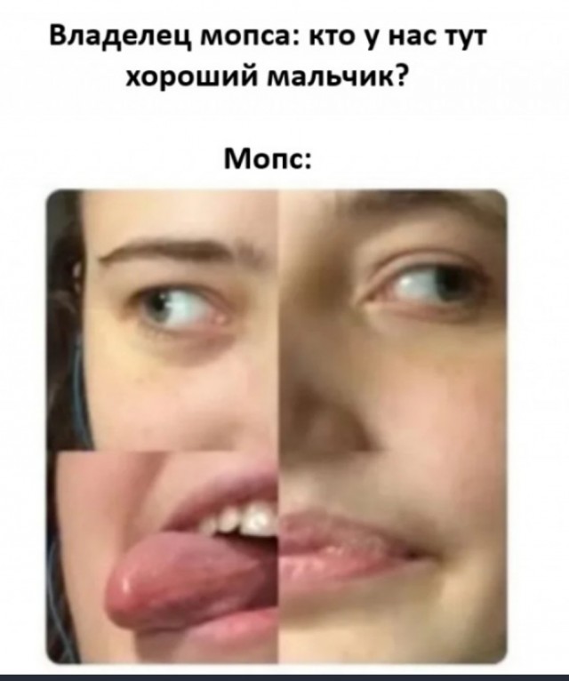 У кого нет собаки, но очень хочется