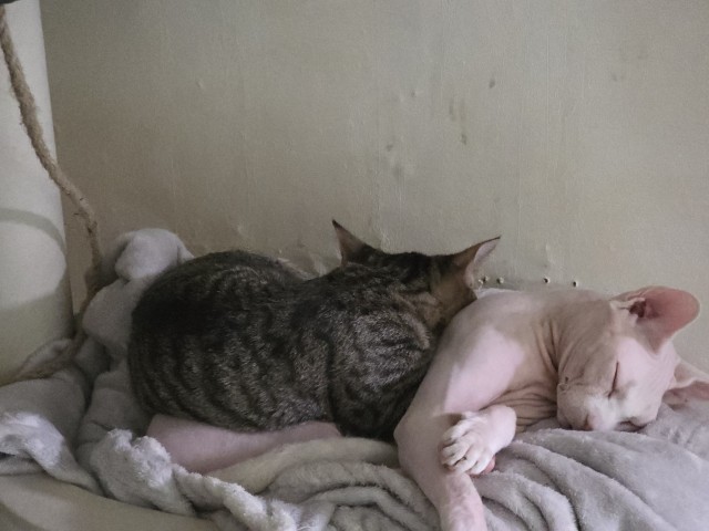 Само блаженство на закате котовторника