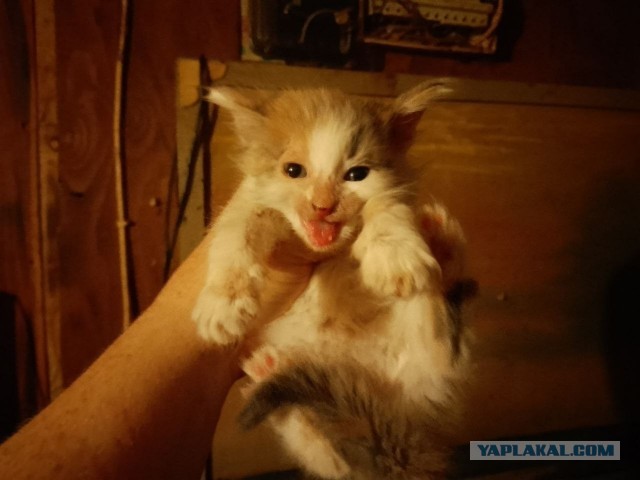 Жизнь домашнего приюта для котеек 577