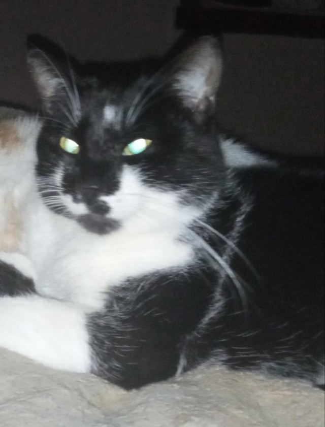 Снова наши коты