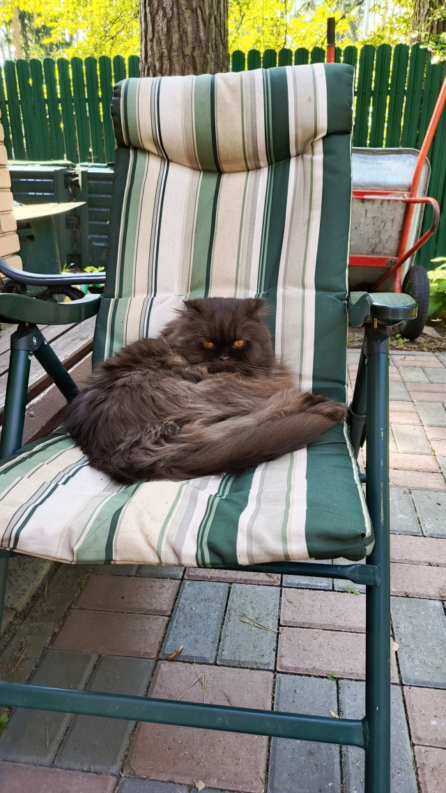 Фотки красивого кота.