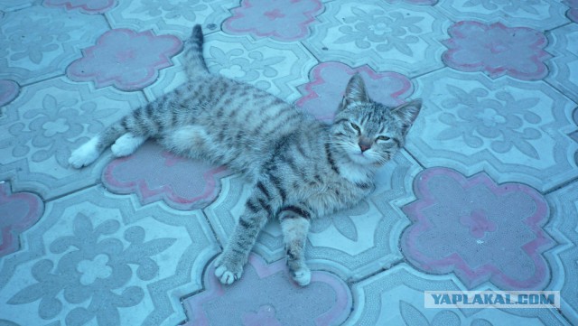 Котовторник  05.11.2013