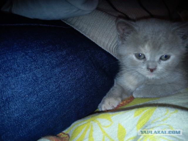 Котовторник  10.12.2013