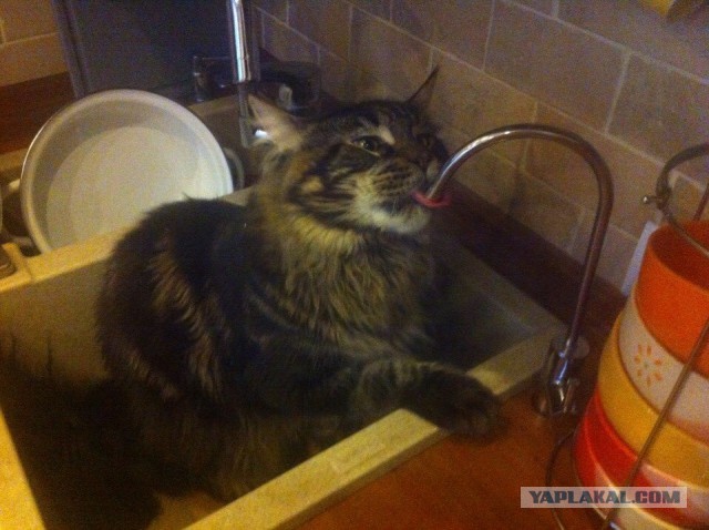 Котовторник 18.03.2014