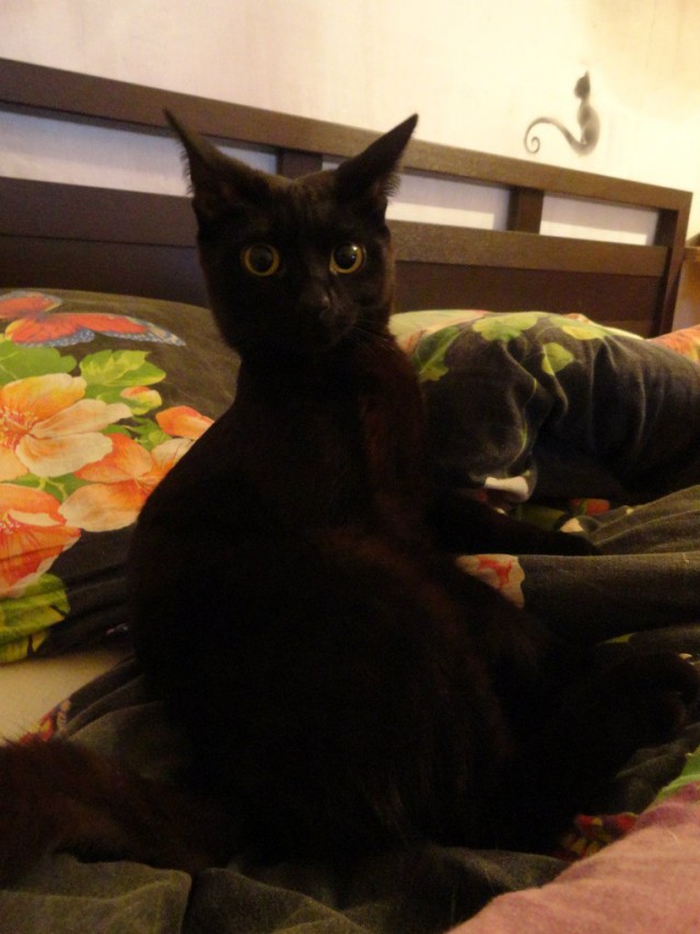 Котовторник 01.04.2014
