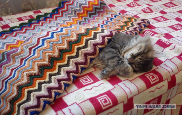 Котовторник 01.04.2014
