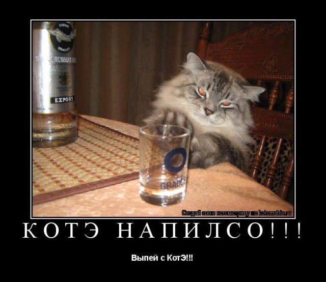 Как живется непьющему человеку