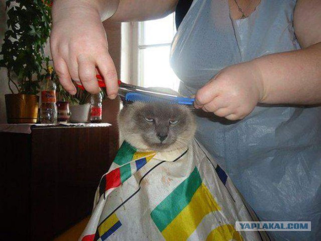 Злые киски