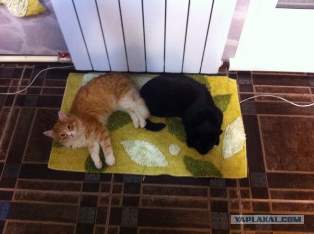 Котовторник 24.03.2015