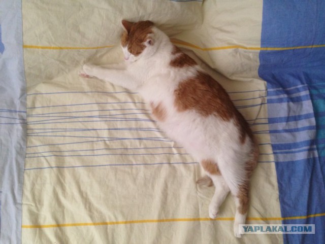 Котовторник 16.06.2015., Котовторник наступил!
