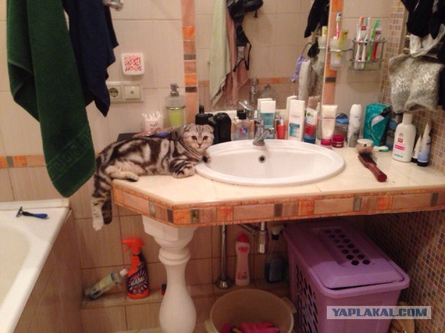 Котовторник 16.06.2015., Котовторник наступил!