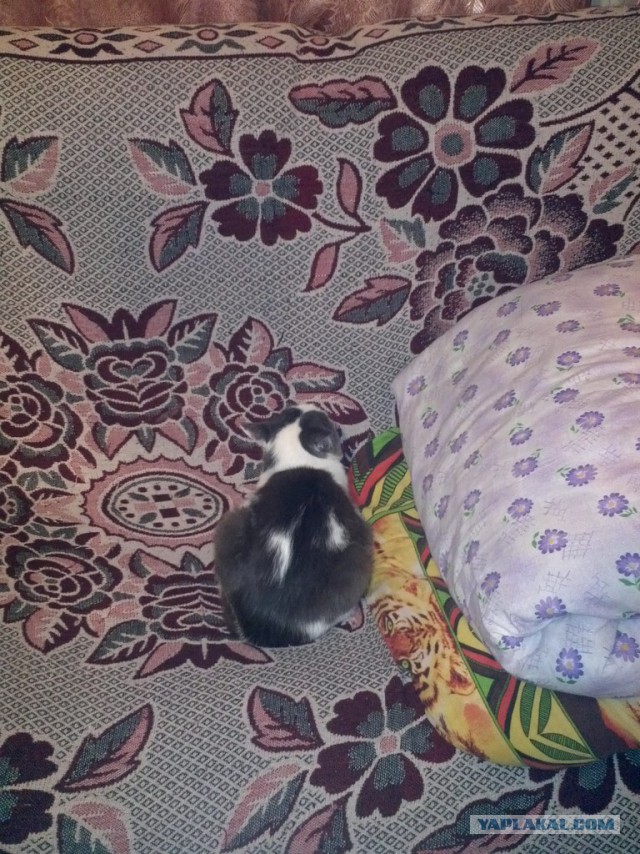 Котовторник 29-09-2015,