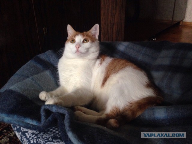 Котовторник 03.11.2015