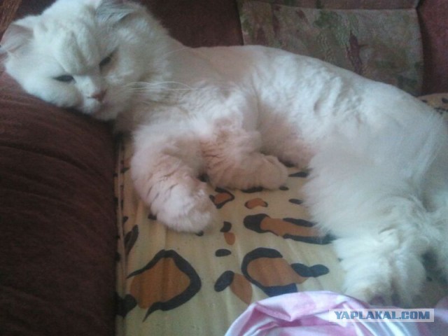 Котовторник 03.11.2015