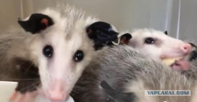 Голодные опоссумы попробовали банан