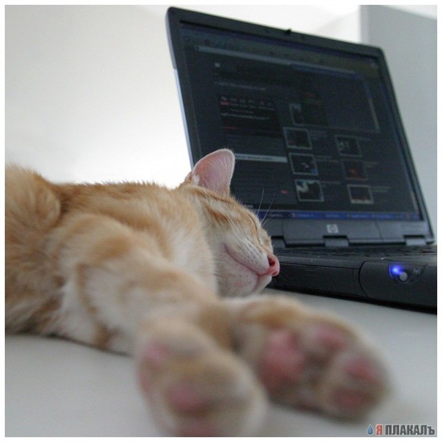 Коты, кошки, котята