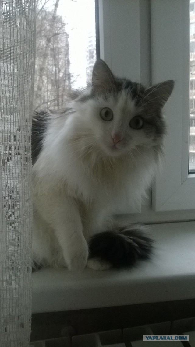 Котооо-о-о-вторник