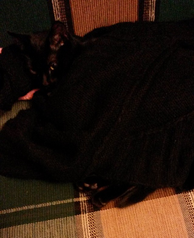 Котовторник