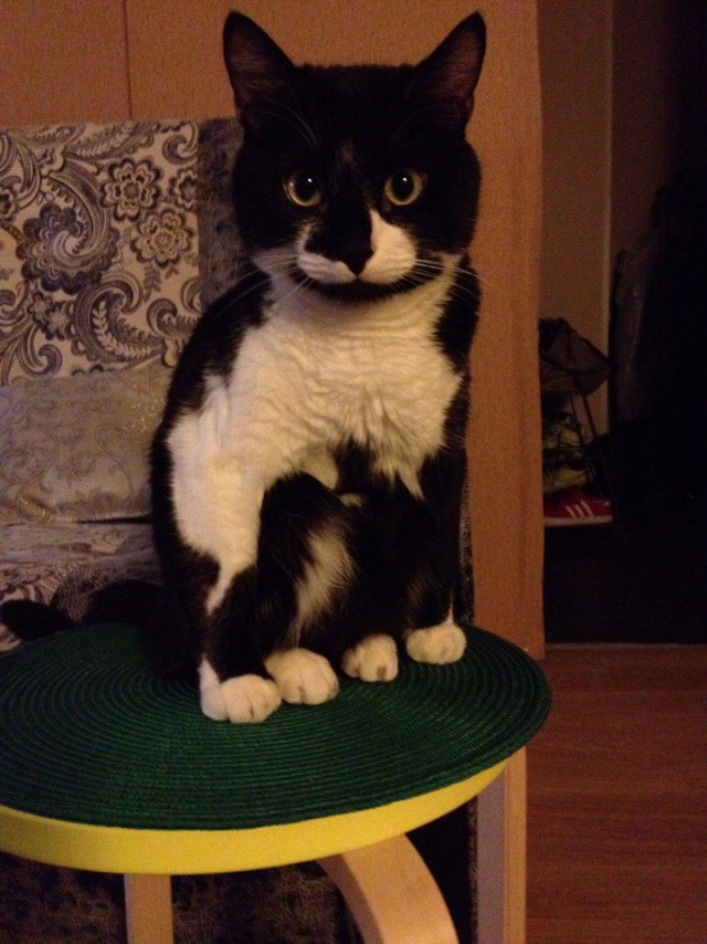 Кот с очень необычной способностью.