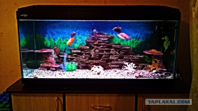 А запилю-ка я пост про рыбок (покажите своим котикам)