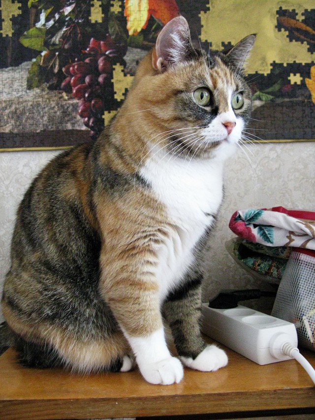 Котовторник 12.04