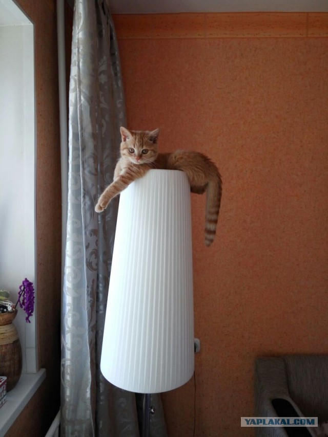 Котовторник 25.10. 2016