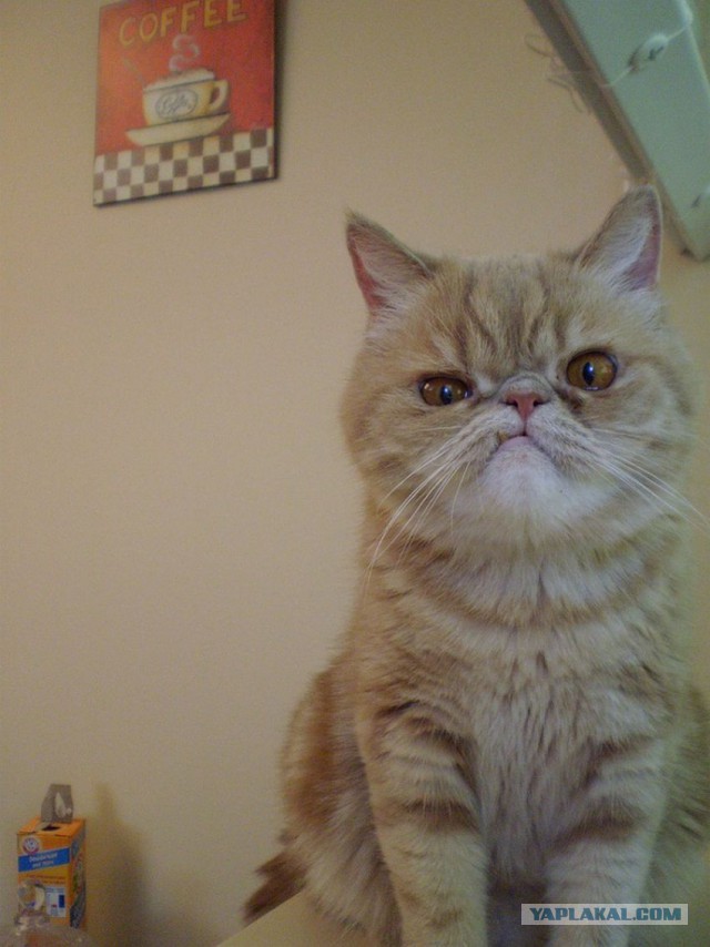 Коты из сети