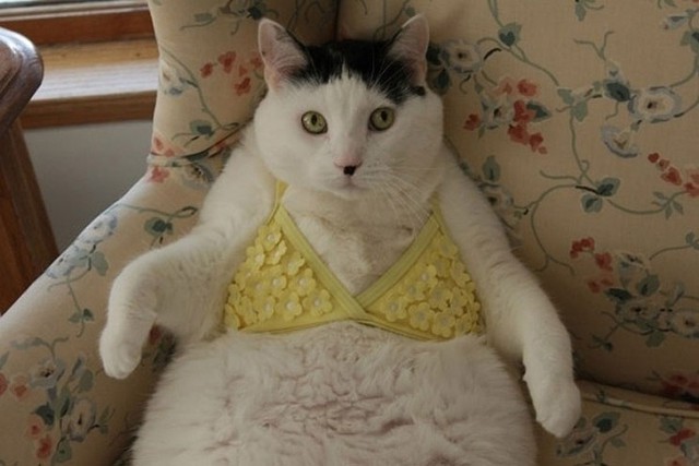 Коты из сети