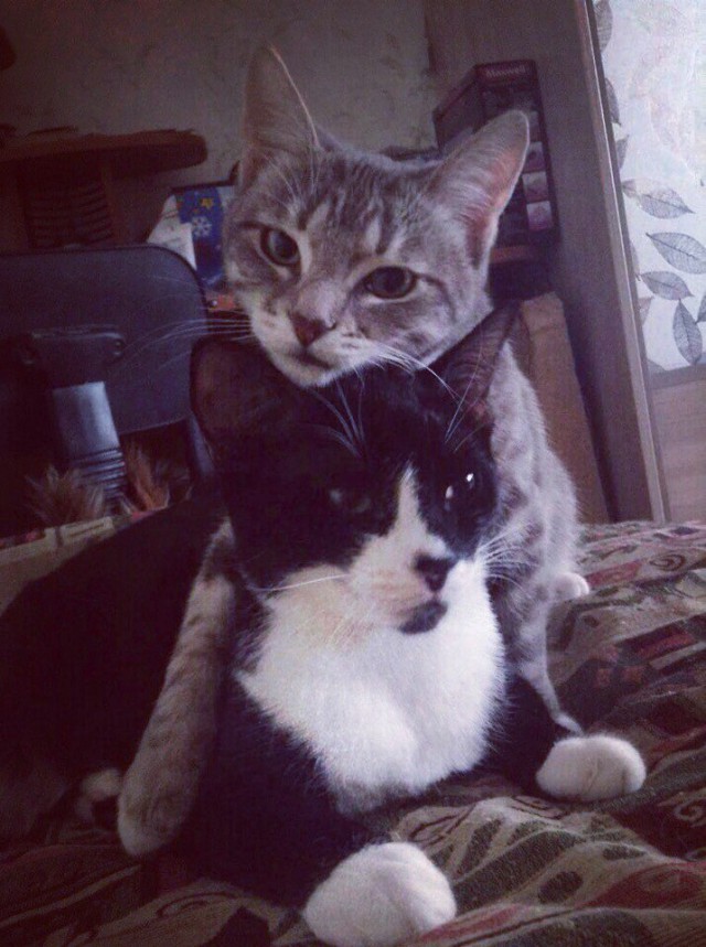 Коты из сети