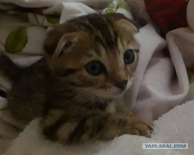 Покажи свою киску?