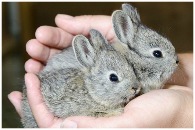 Кролики - это не только ценный мех