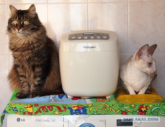 Осеннему котовторнику быть!