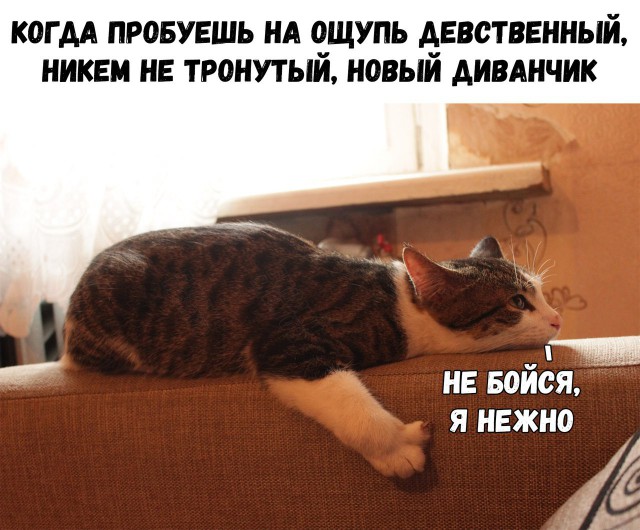 Юмор для многоклеточных. Дурацкие картинки (но это не точно).