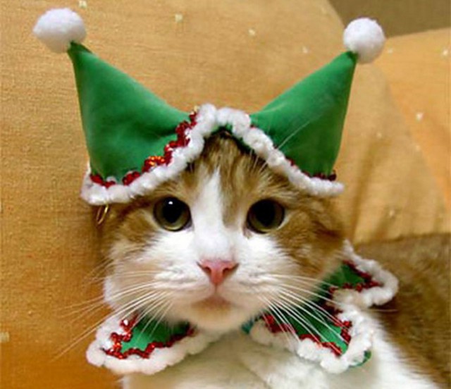 Коты и Кошки