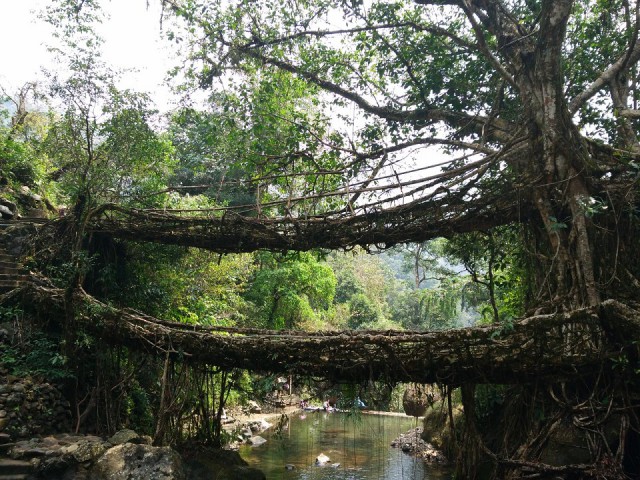 К живым мостам и обратно. Заметки из Индии