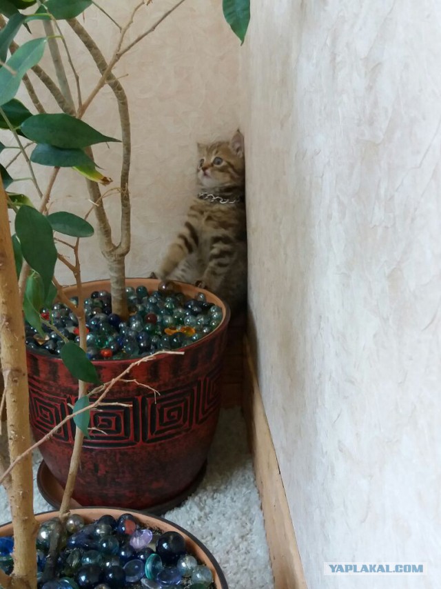 Кот без прикрас