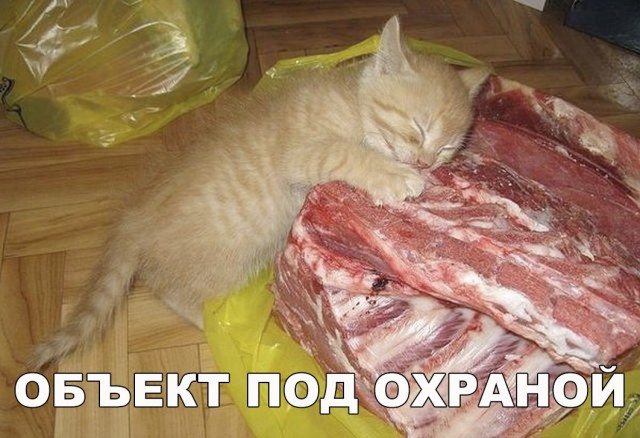 Кот без прикрас