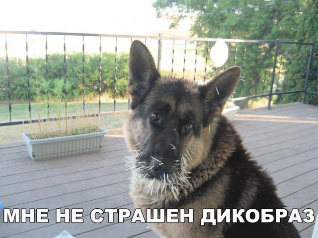 25 картинок на этот вечер