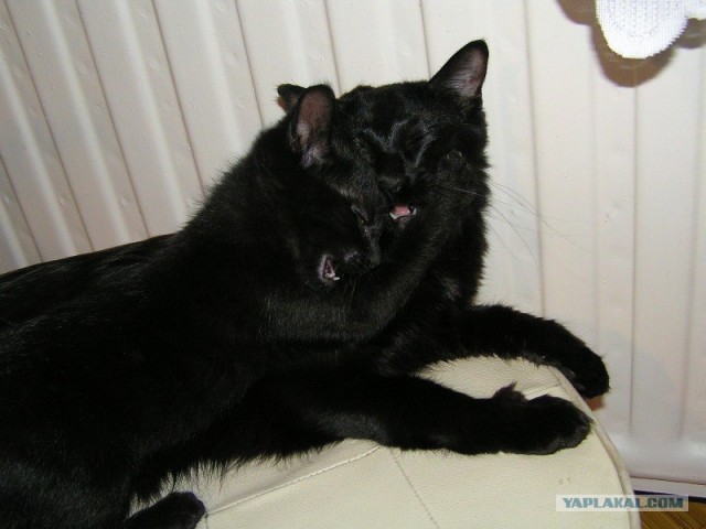 Котовторник на ЯПлакалъ (10.06.08), прикольные коты, добавляем свои!
