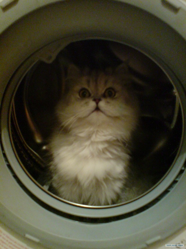 Ура, котовторник!
