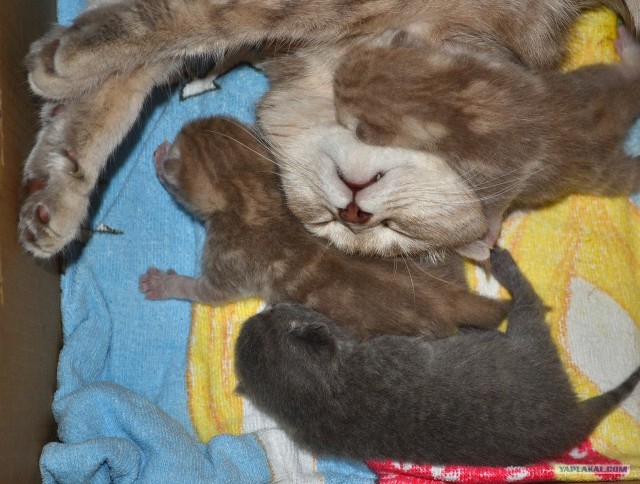 Котовторник 06.09.11