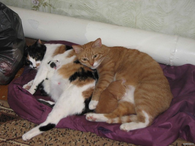 Кото-комикс