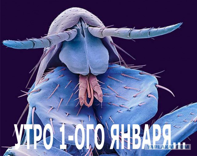 Давненько не было микро. Вообщем "Под микроскопом"