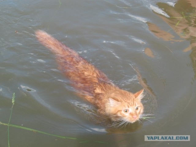 Котовторник 27.12.11