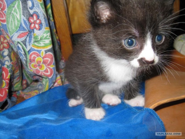 Котовторник! 13.03.2012