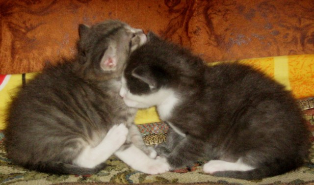 Котовторник 10.04.2012