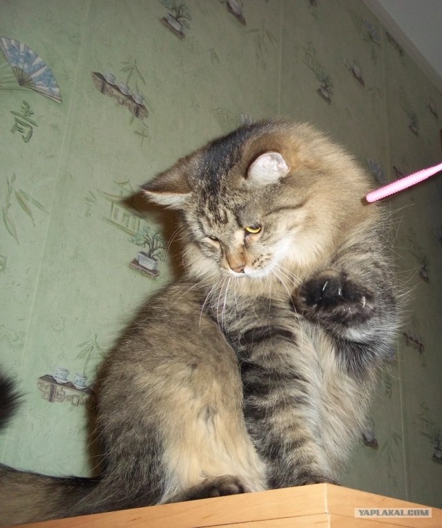 Котовторник 22.05.2012