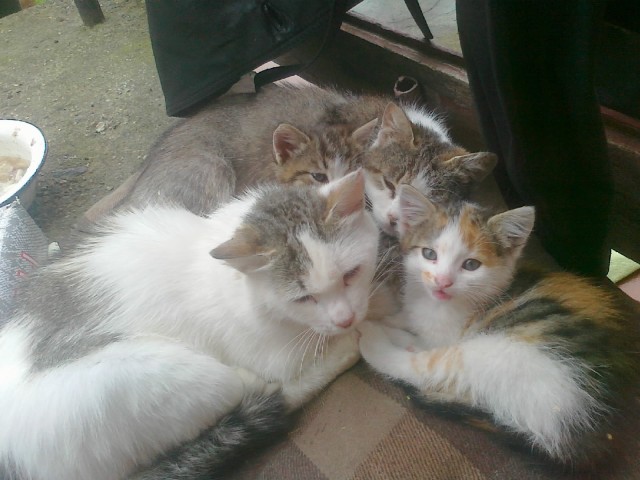 Котовторник на 26.06.12